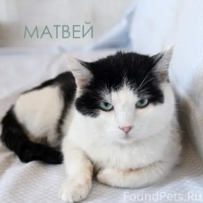 Найден кот Матвей, Томск