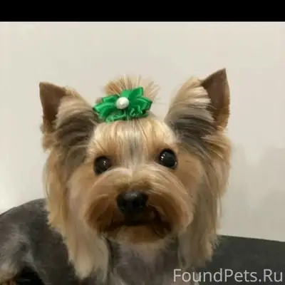 Пропала девочка йоркширский терьер Ева, район Филиппова