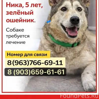 Пропала собака Ника, помесь с лайкой, Тула