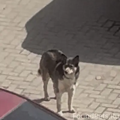 Найден пёс, Клыкова