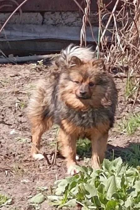 Найден шпиц, посёлок Зубчаниновка