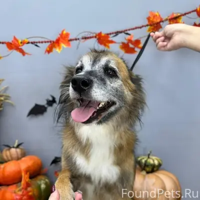 Пропала собака Белла, г. Батайск