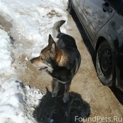 Пропала собака, 506 км