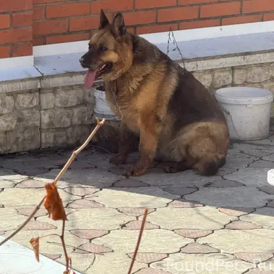 Пропала собака, Мыски, грэс