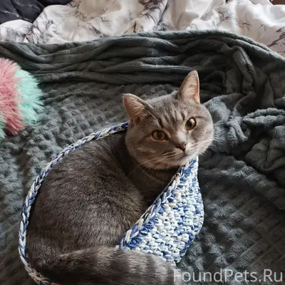 Пропал кот Дениска, улица Королёва