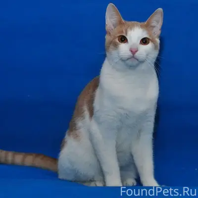 Найден кот