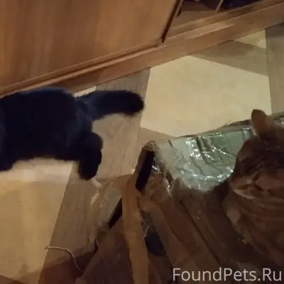 Пропал чёрный кот, Кискелово