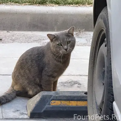 Найден кот жемчужного окраса, между Невской 9 и 11/1