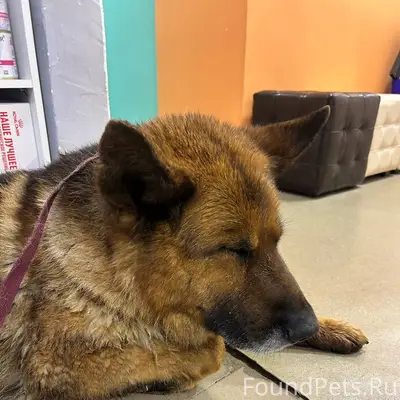 Найден кобель похож на немецкую овчарку, центр города