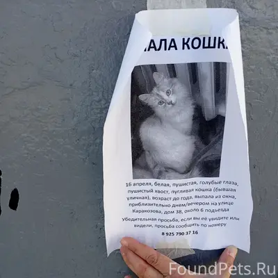 Пропала кошка, Можайск