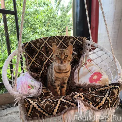 Пропал кот, район Ласки