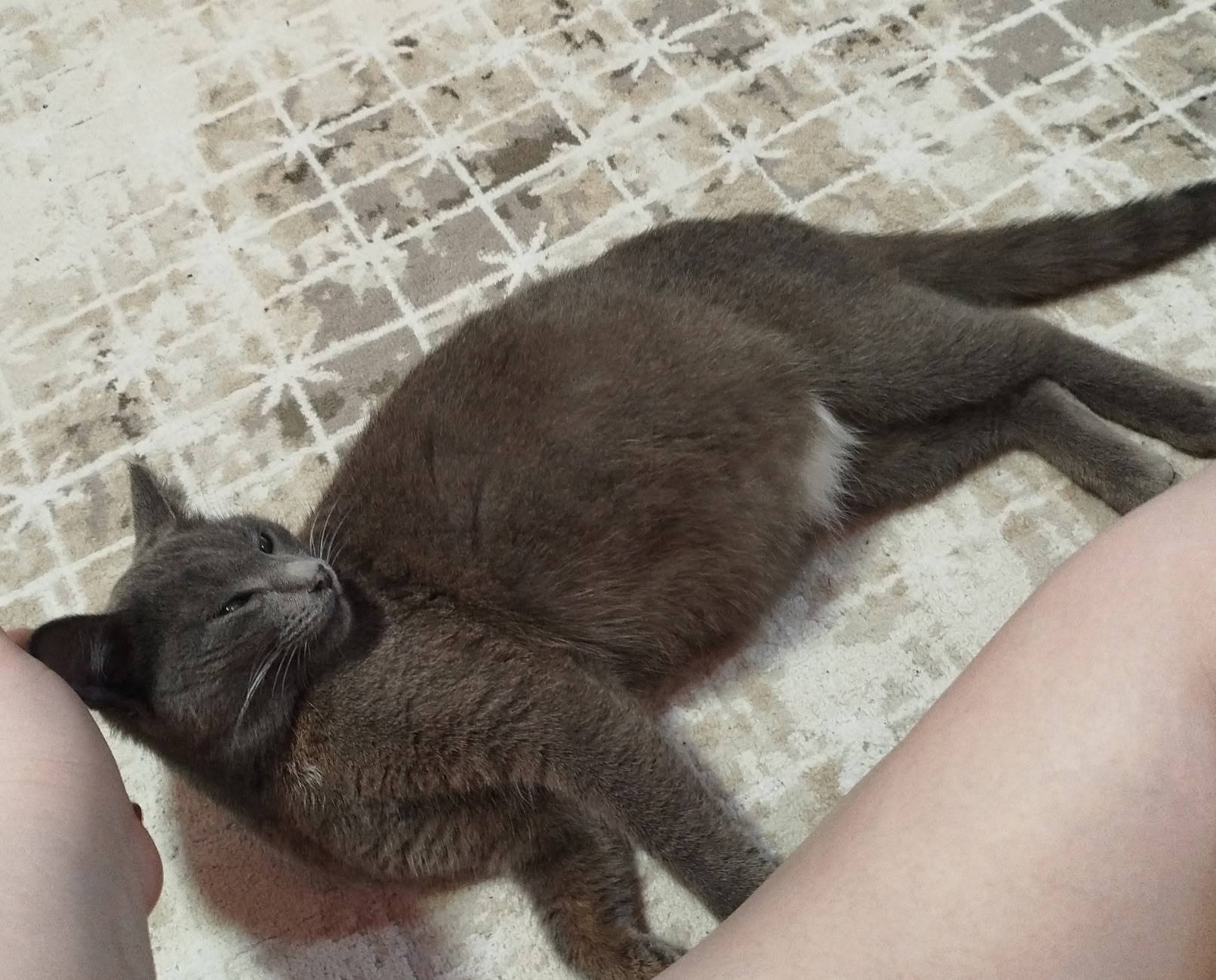 Пропала кошка Монолит, ул. Есенина, Ерёмина, Народная