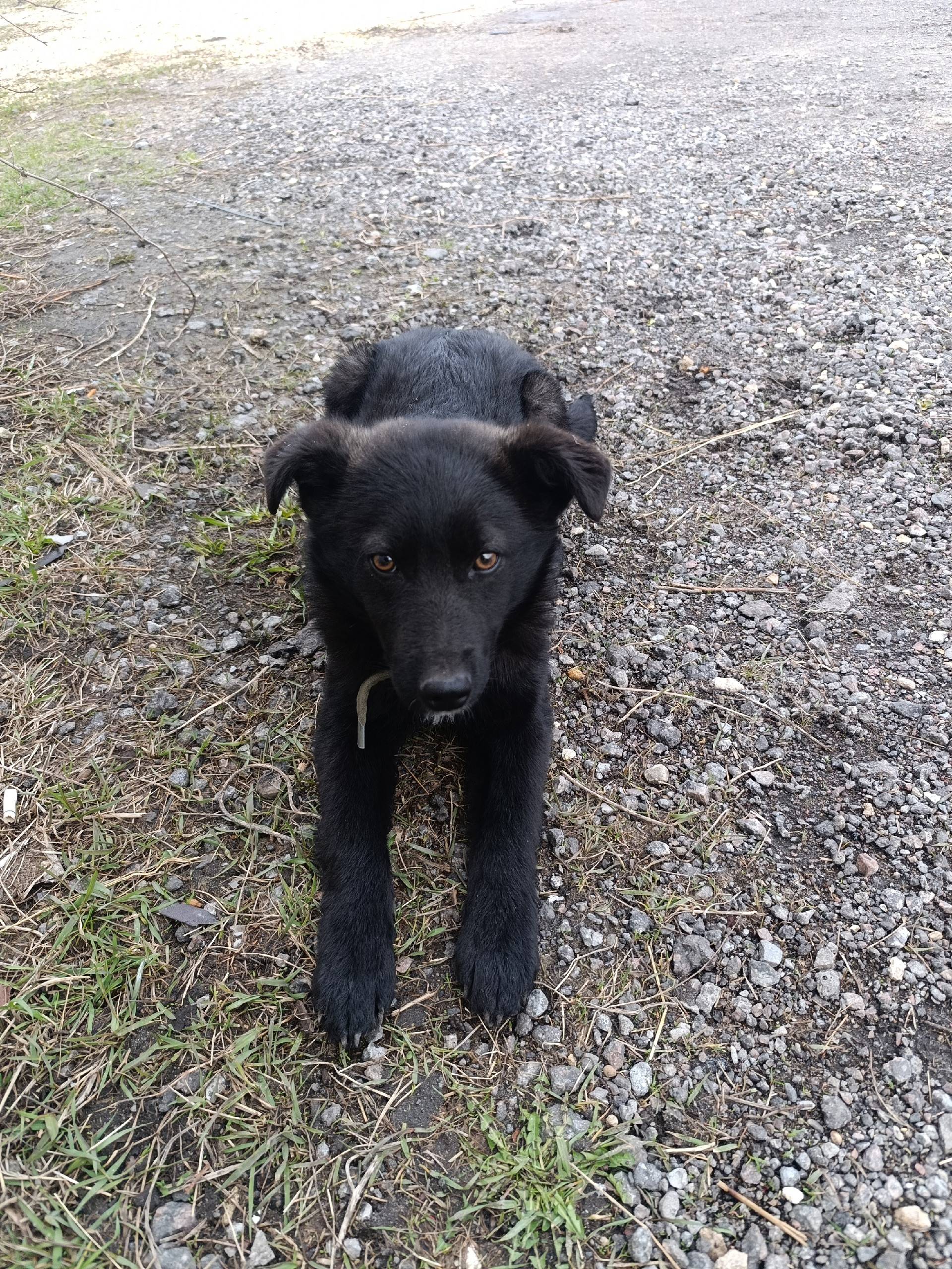 Пропала собака, район 10-я шахта, снт Металлург-2