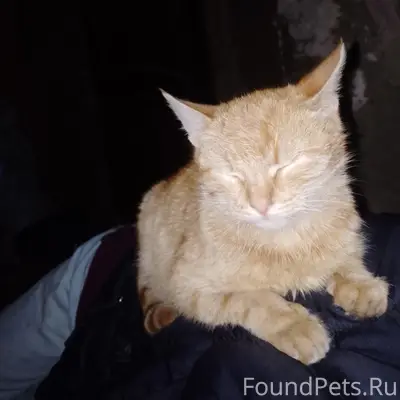 Пропал рыжий кот, Советская/Тургенева