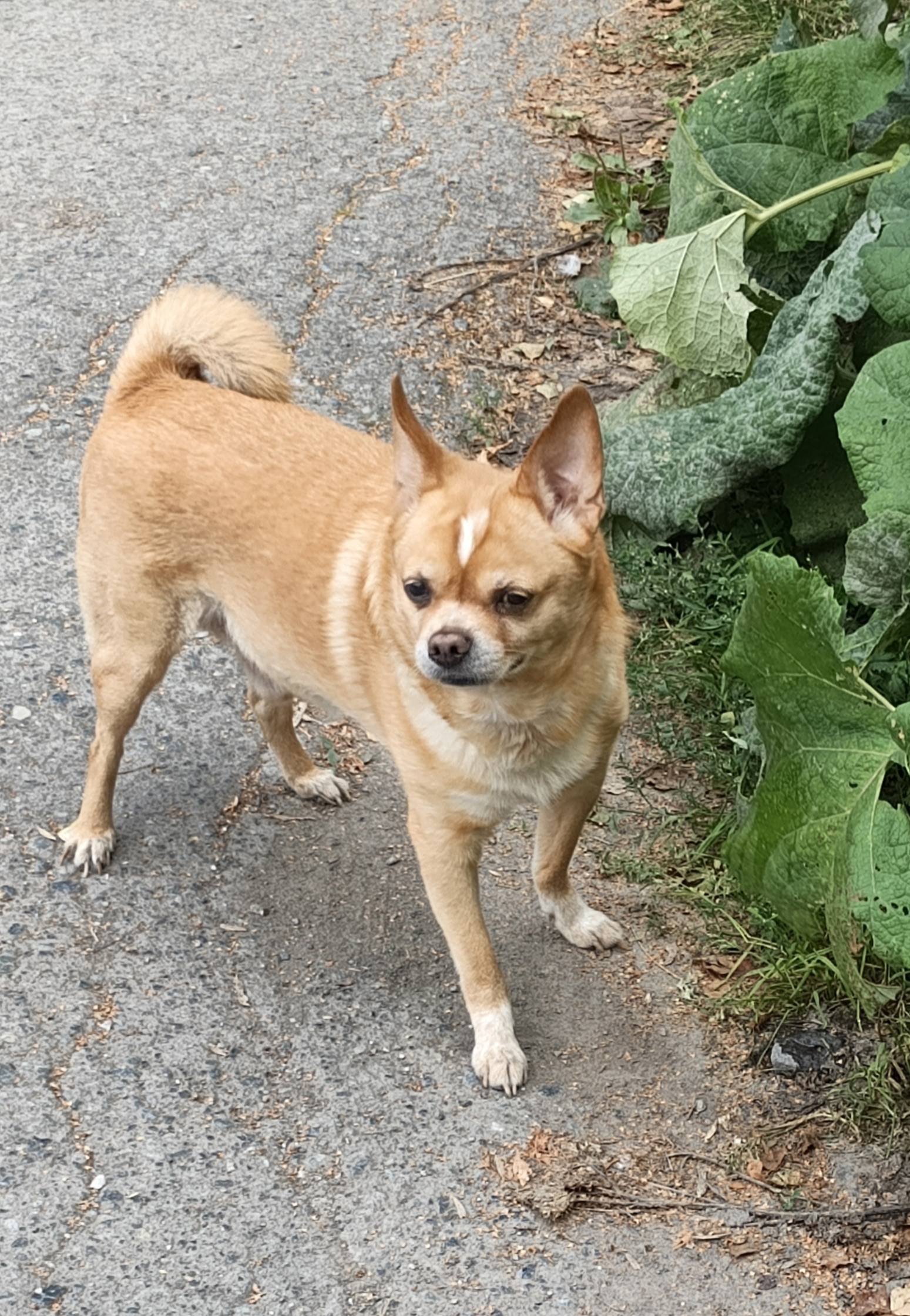 Пропал Ричи, район проспекта Серова