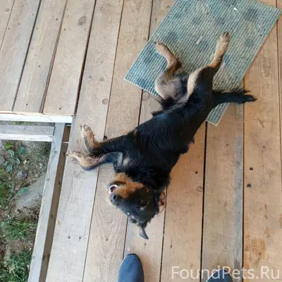 Пропал пёс Персей, улица Нагорная