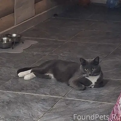 Пропал кот Миша, ул. Луначарского, Ватутина