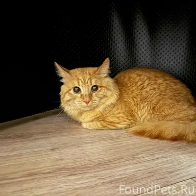 Найден кот, Солнечный, Воздвиженская 14