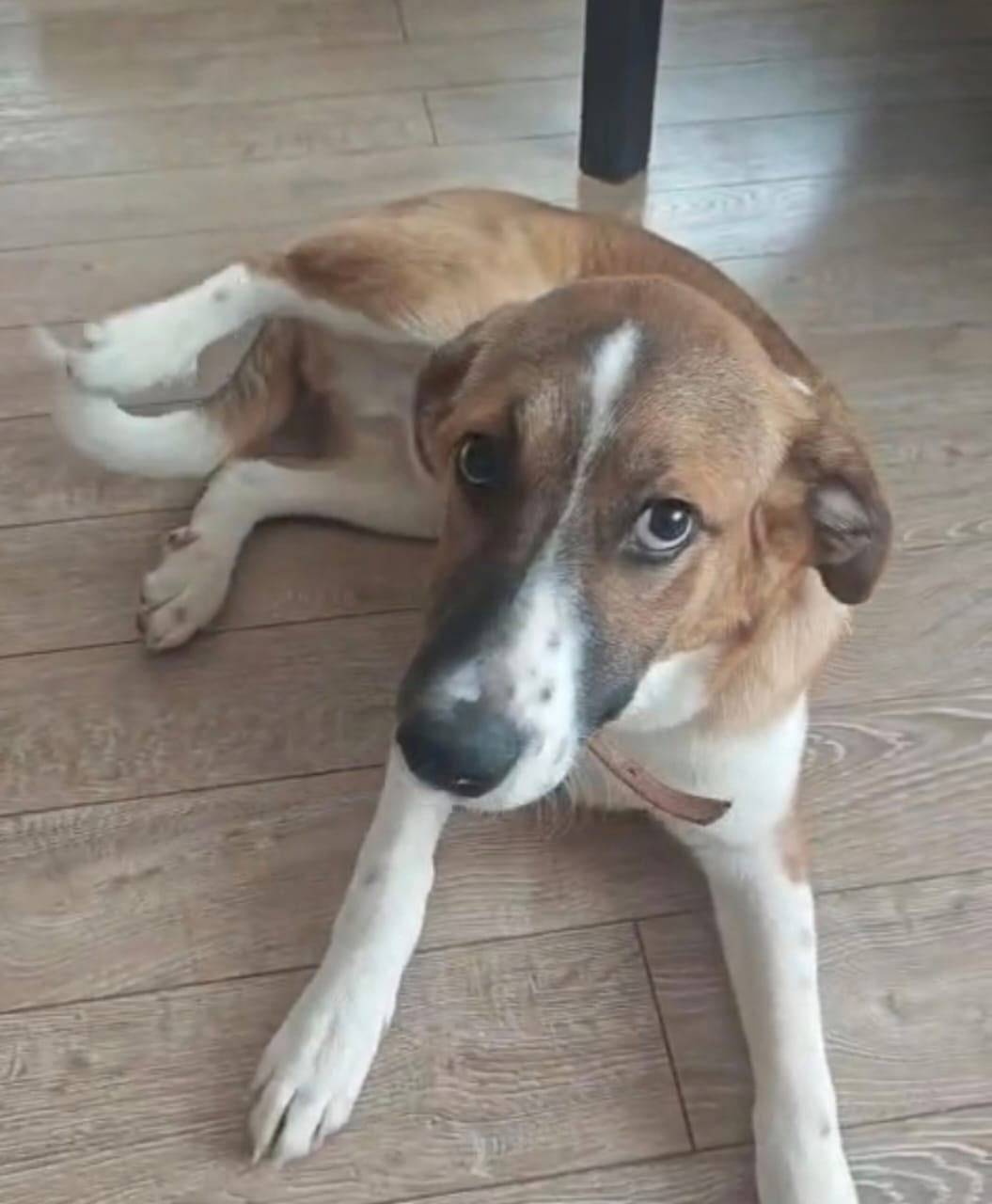 Пропал щенок Фокс, рыжий с белыми пятнами