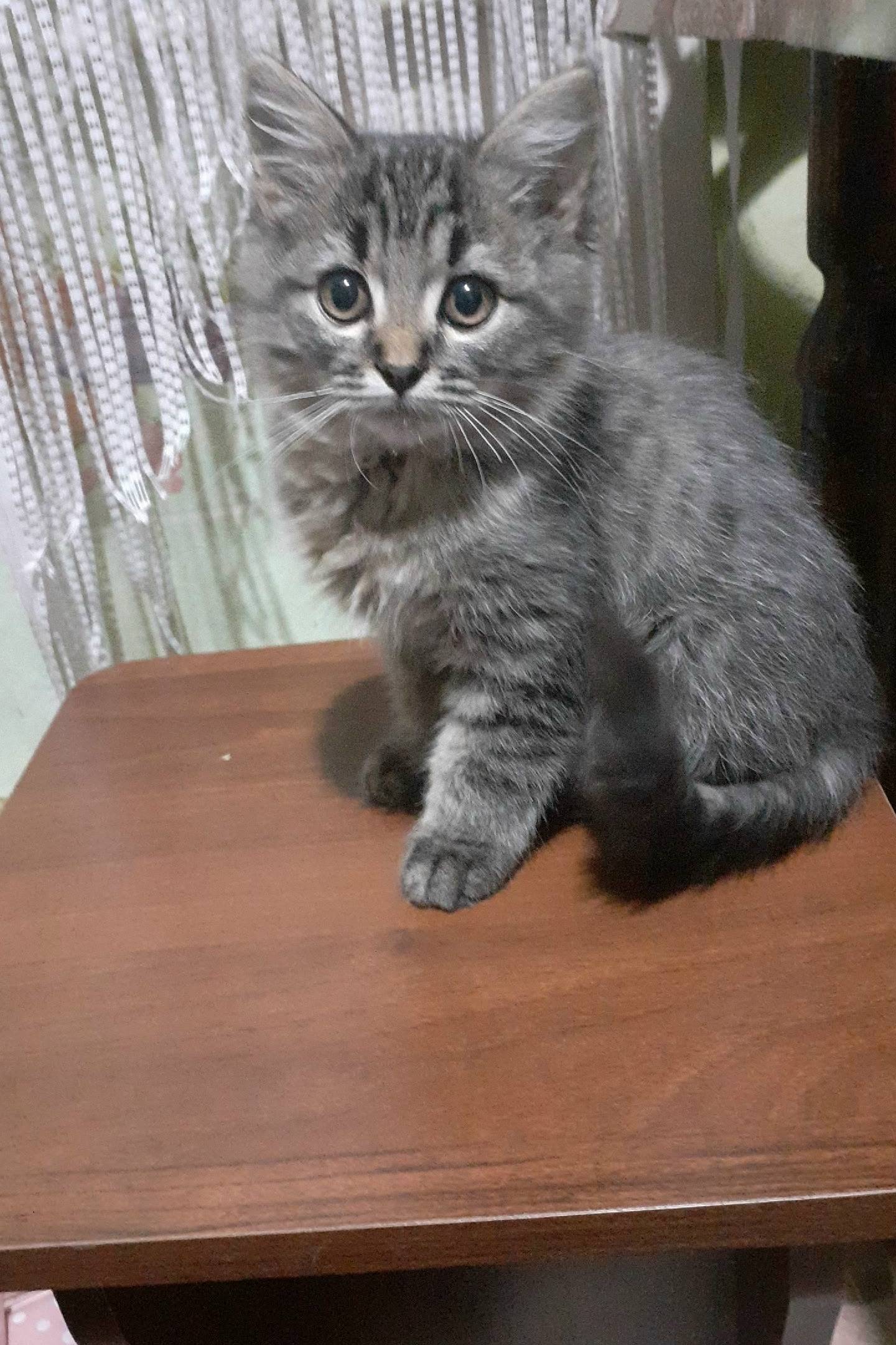 Пропал кот Вася