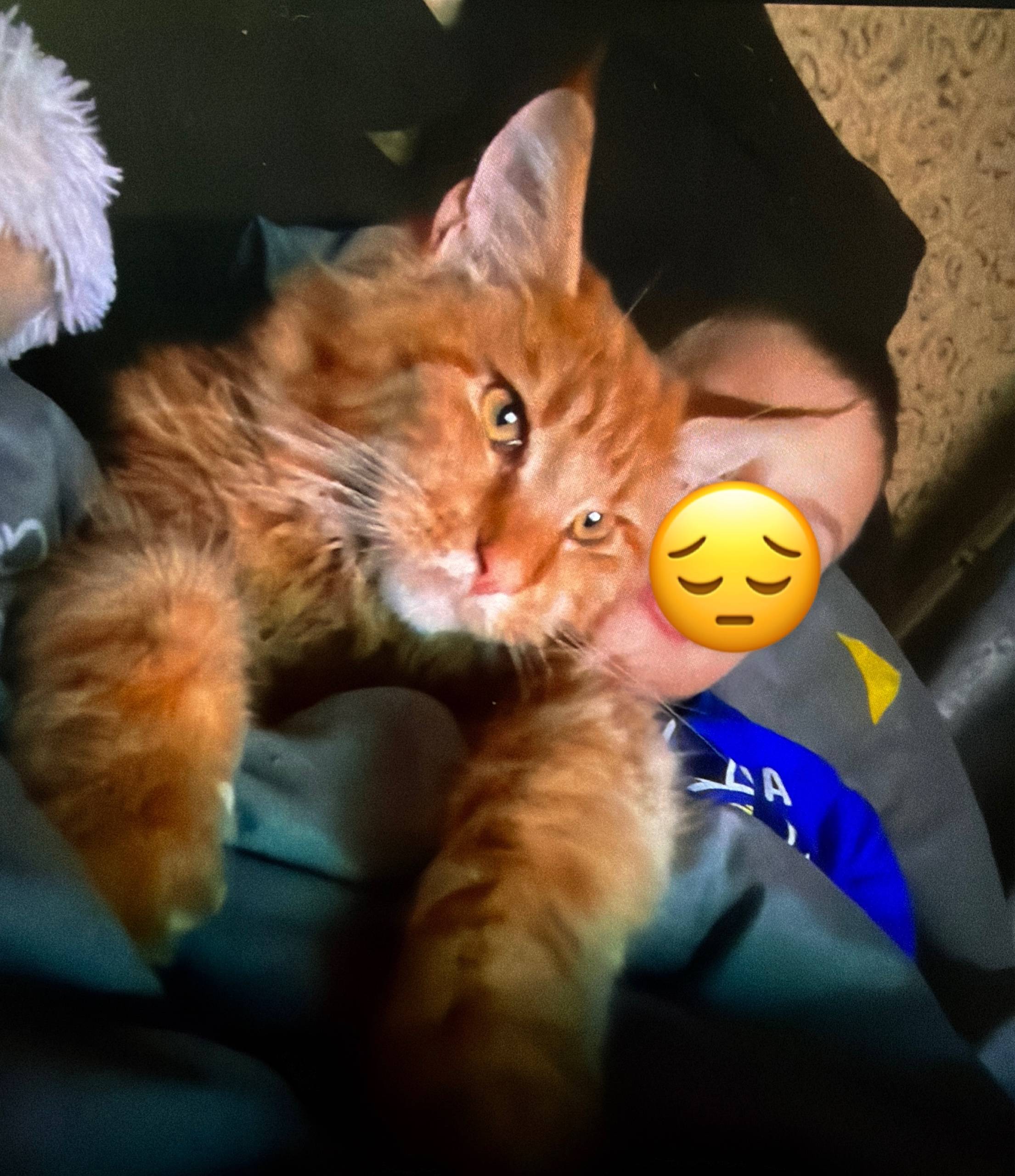 Пропал мейн кун Чубайс, район Рыбное