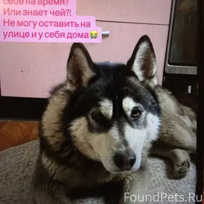 Найден хаски, Екатеринбург, улица Куйбышева
