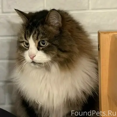 Пропал кот Котя, район Подковы