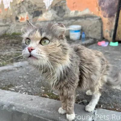 Найдена кошка, Дзержинский район