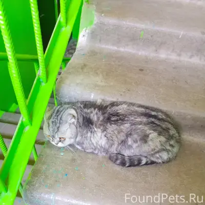 Найдена кошка, похожа на шотландскую вислоухую, Артема 22