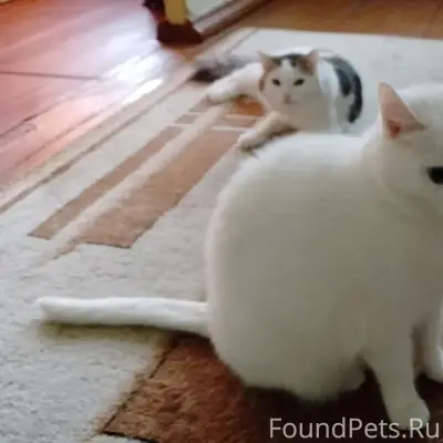 Пропала кошка, второй городок