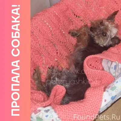 Пропал йоркширский терьер Веня, Заводской район Саратова
