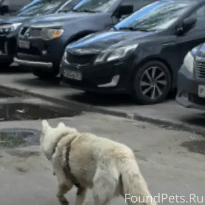 Пропала собака, Ростов-на-Дону