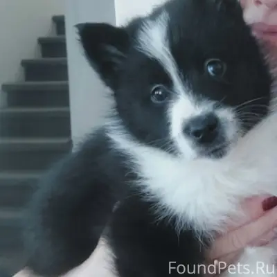 Пропал щенок Грей, район ул. Конева