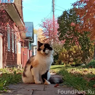 Пропала трёхцветная кошка, Пушкариха