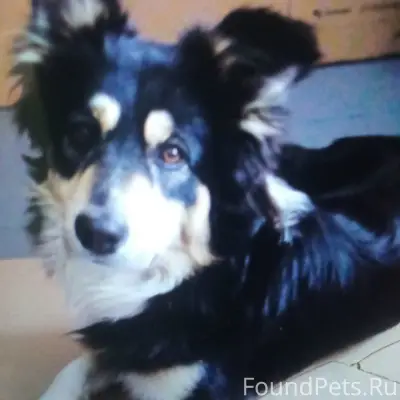 Пропал пёс Бим, Петушки