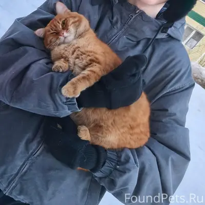 Пропал кот Манго, район ж/д вокзала ст. Свияжск