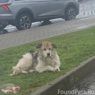 Найден пёс Аксель, у Пятерочки