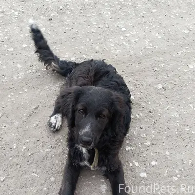 Найден щенок, Заводской район