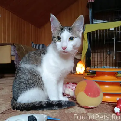 Найден котёнок Крош, Москва