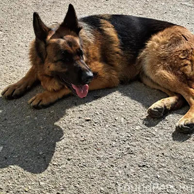 Пропала овчарка, Стрелецкая бухта