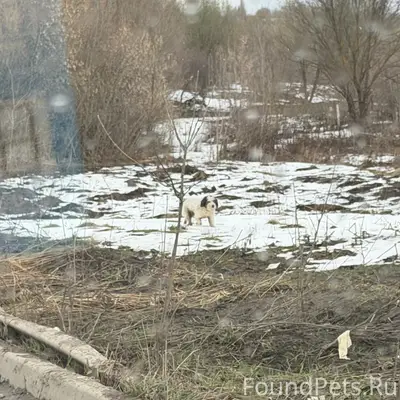 Найден тип собака, Новая Кузнечиха