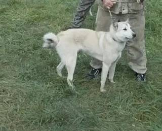 Пропала Лайка Бэлла, деревня Черкассы