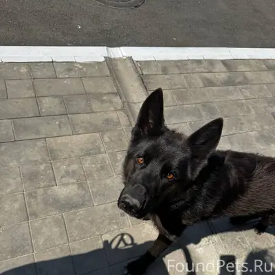 Найденна овчарка, Левенцовка