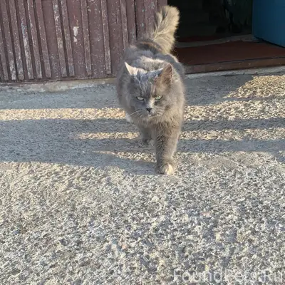 Пропал кот Дыма, д5, кв78