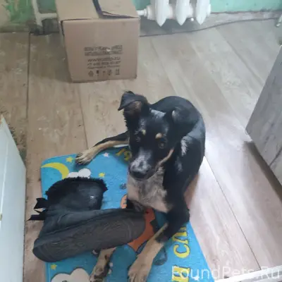 Пропал чёрный щенок, Черёмушки, Алушта