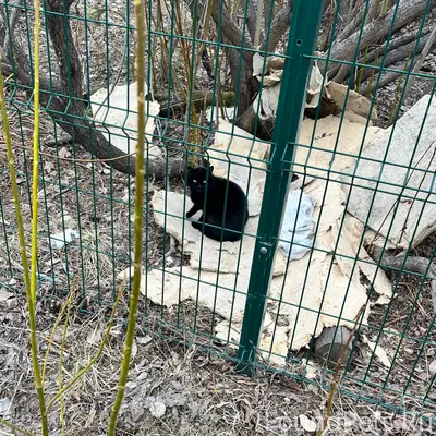 Найдена чёрная кошка, парк «Югыд Лун»