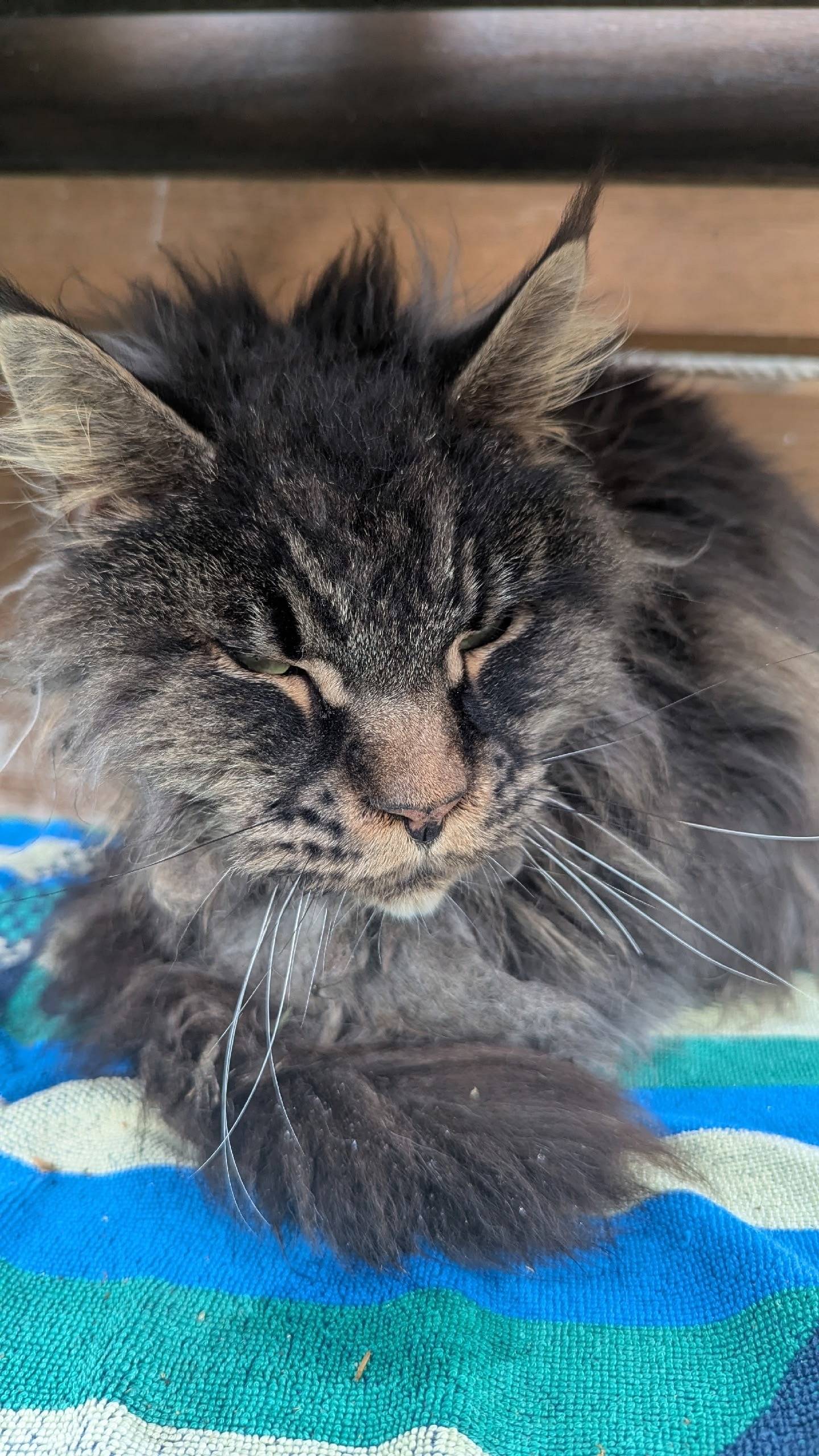 Найдена кошка похожа на мейкуна, Жуковский округ