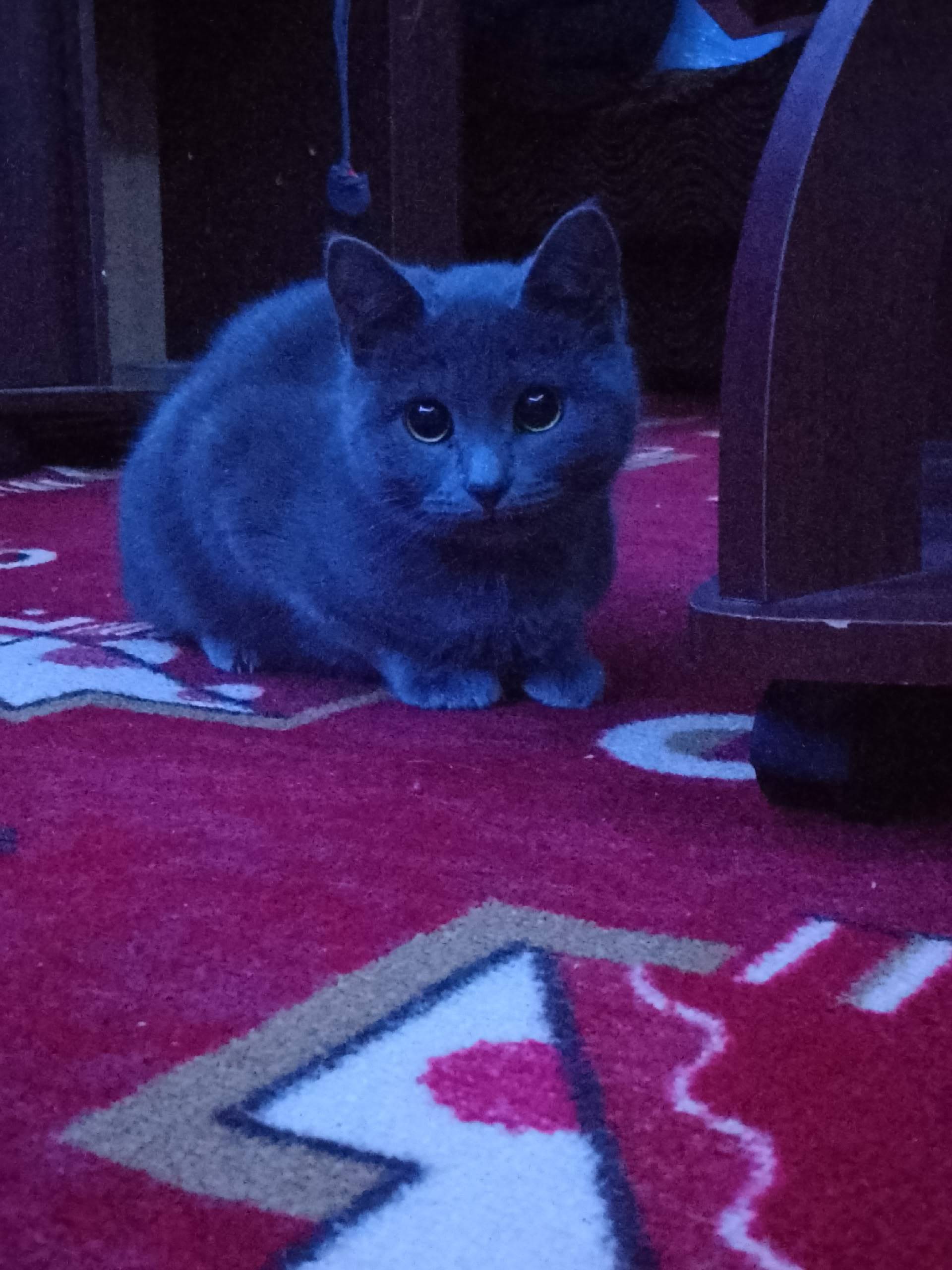 Пропал кот, район Виктории