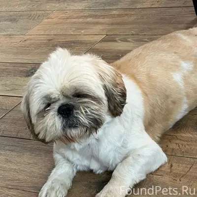 Пропал ши-тцу Принц, Ак-Мечеть