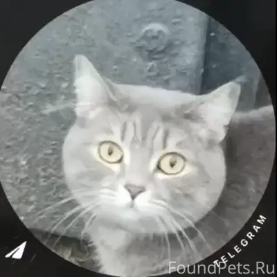 Найден британец, Бардина 8